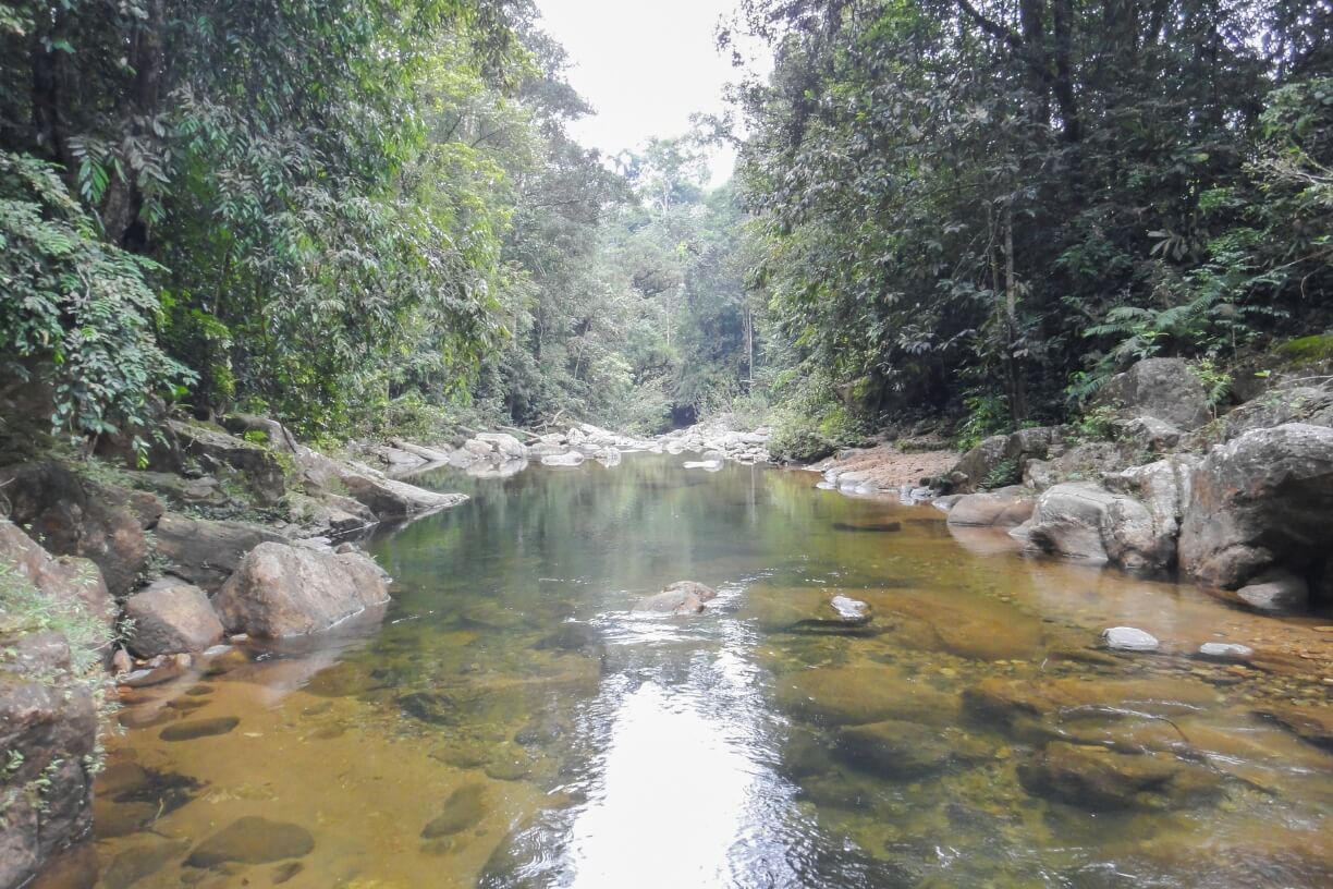Sinharaja Forest Reserve gallery 2