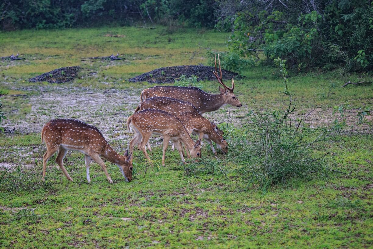 Wilpattu National Park gallery 5